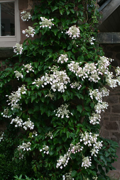 Japanese hydrangea vine