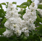 Syringa vulgaris Madame Lemoine