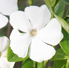 Vinca minor f. alba Gertrude Jekyll