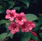 Weigela Bristol Ruby