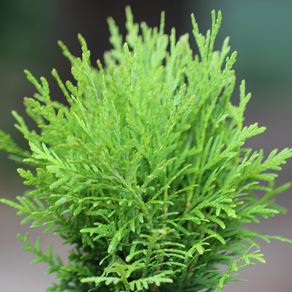 Buy white cedar Thuja occidentalis 'Danica'