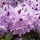 Rhododendron Blue Peter