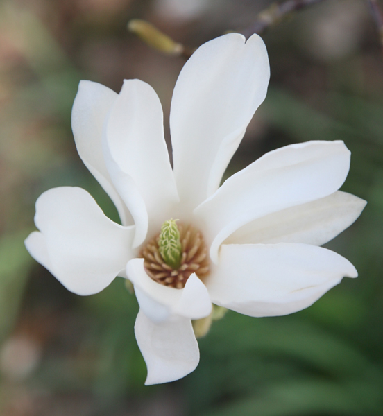 Buy magnolia Magnolia × soulangeana 'Alba Superba ...