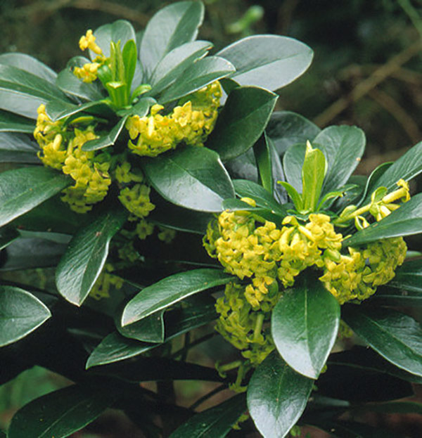 Buy spurge laurel Daphne laureola subsp 'philippi 