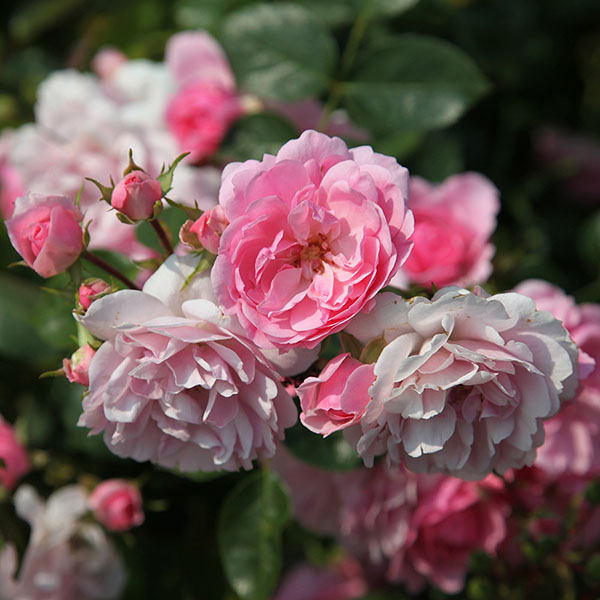 Buy rose Bonica (shrub) Rosa 'Bonica ('Meidomonac')': Delivery by ...