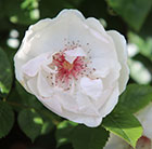 Rosa Jacqueline Du Pre ('Harwanna')