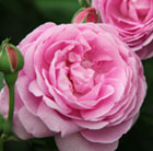Rosa Louise Odier