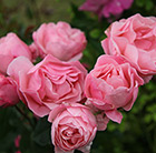 Rosa The Queen Elizabeth