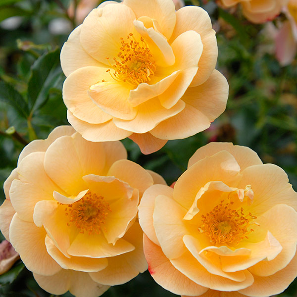 Buy rose Flower Carpet Amber (ground cover rose) Rosa 'Flower Carpet