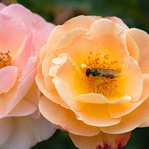 Buy rose Flower Carpet Amber (ground cover rose) Rosa 'Flower Carpet