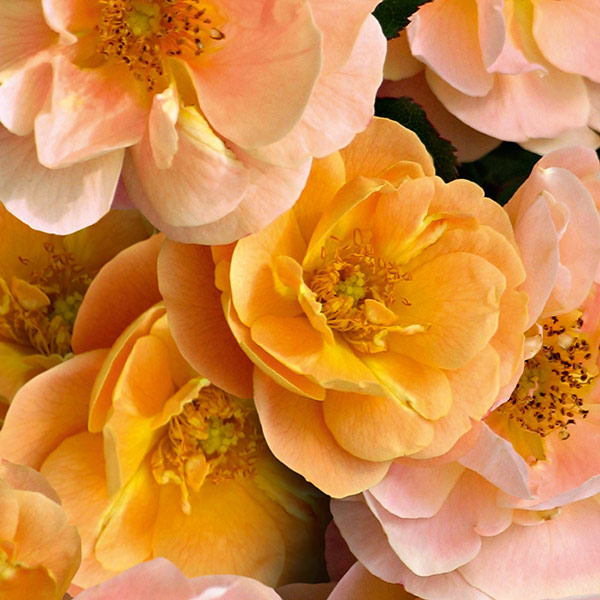 Buy rose Flower Carpet Amber (ground cover rose) Rosa 'Flower Carpet