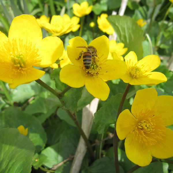 Buy marsh marigold Caltha palustris Delivery by Crocus