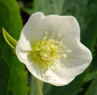 Helleborus × hybridus Harvington white