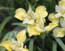 Iris aposButter and Sugarapos Siberian iris