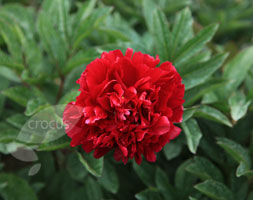 Paeonia lactiflora 'Adolphe Rousseau' (paeony / peony) Paeonia lactiflora 'Adolphe Rousseau' (paeony / peony)