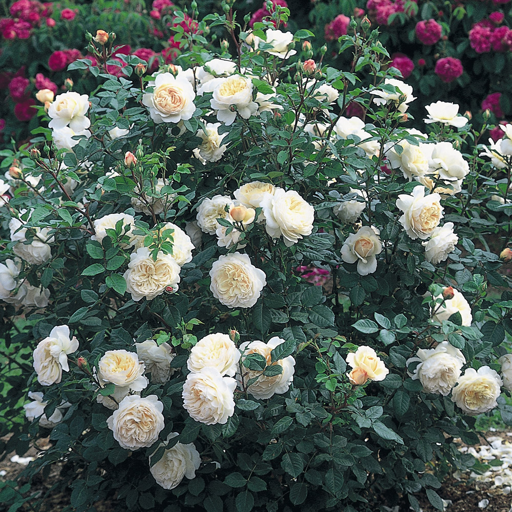 Buy rose Crocus Rose (shrub) Rosa 'Crocus Rose ('Ausquest') (PBR