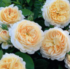 Rosa Crocus Rose ('Ausquest') (PBR)