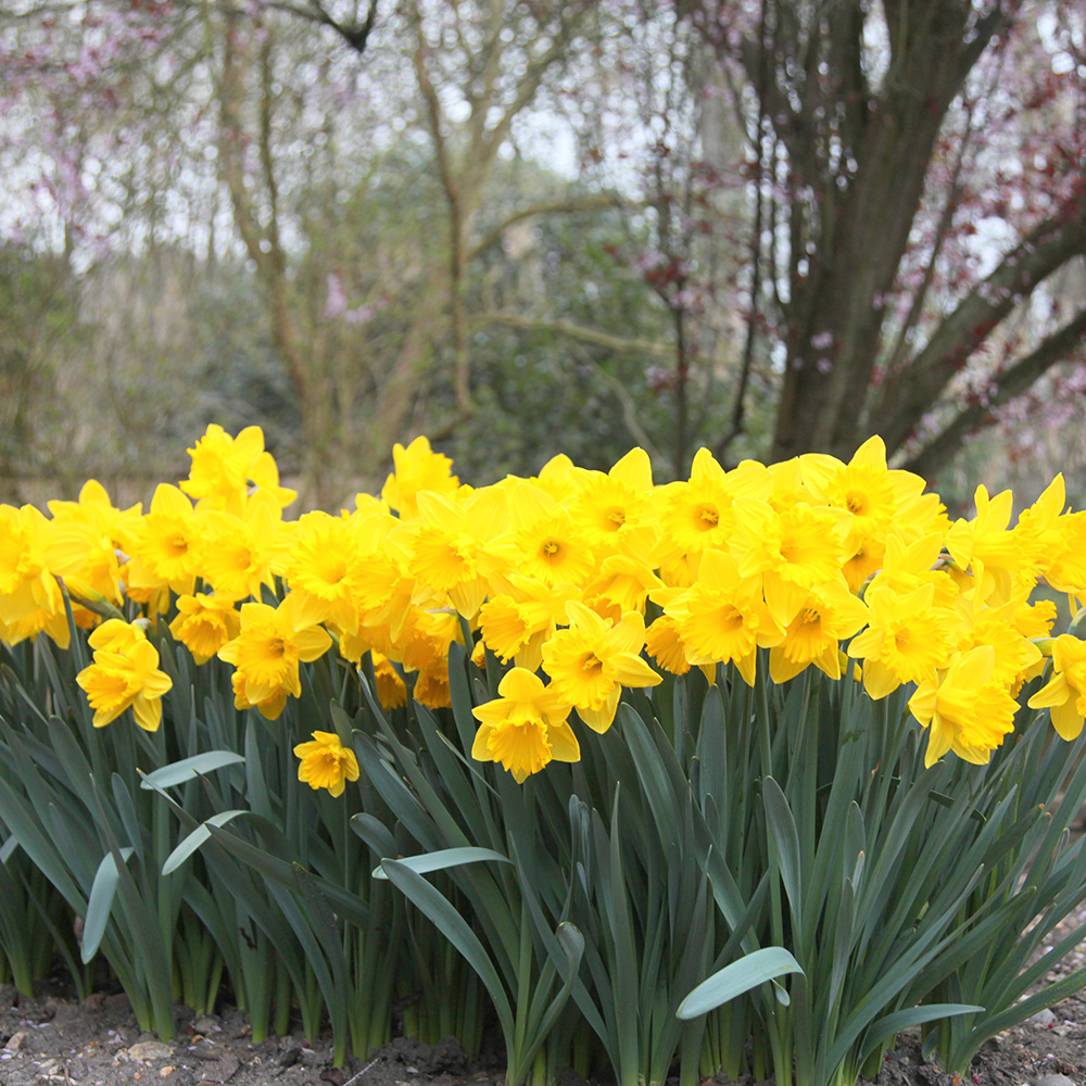 Buy trumpet daffodil bulbs Narcissus 39;King Alfred39;: Delivery by Crocus