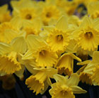 Narcissus King Alfred