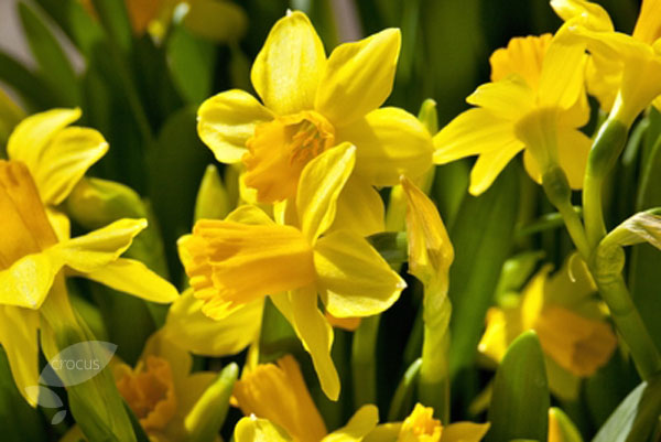 Image result for tete a tete daffodil