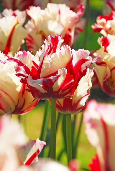 Buy parrot tulip bulbs Tulipa 'Estella Rijnveld': Delivery by Crocus