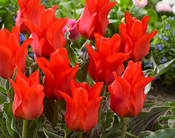 Tulipa andapos;Red Riding Hoodandapos; (Greigii Group tulip bulbs)