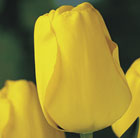 Tulipa Golden Apeldoorn