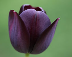 Tulipa andapos;Queen of Nightandapos; (single late tulip bulbs)
