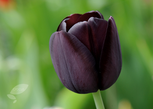 Buy single late tulip bulbs Tulipa 'Queen of Night'