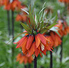 Fritillaria imperialis Rubra
