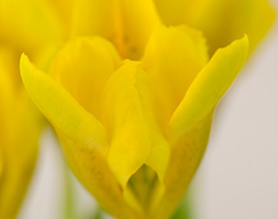 Iris danfordiae (iris bulbs)