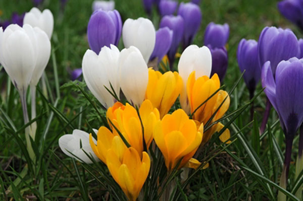 Image result for crocus flowers