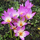Colchicum Lilac Wonder