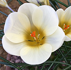 Crocus chrysanthus Cream Beauty