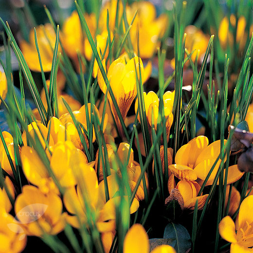 Buy species crocus bulbs Crocus chrysanthus var. 'fuscotinctus' Delivery by Crocus