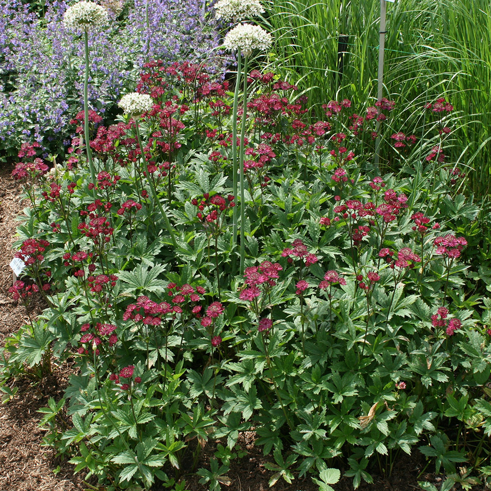 astrantia major ruby wedding masterwort crocus plant plants star garden tip eventual spread height