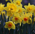 Narcissus for naturalising
