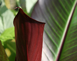 Ensete ventricosum 'Maurelii' (red abyssinian / Ethiopian banana (syn. Musa ensete rubra)) Ensete ventricosum 'Maurelii' (red abyssinian / Ethiopian banana (syn. Musa ensete rubra))