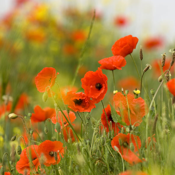 Buy field poppy Papaver rhoeas
