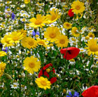 cornfield poppy seedlings