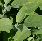 Salvia officinalis