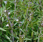 Satureja hortensis