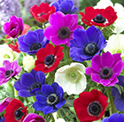 Anemone coronaria De Caen Group Mixed