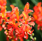Crocosmia masoniorum