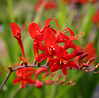 Crocosmia Lucifer