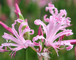 Nerine Bowdenii Vesta K Bowden Lily Vesta K In Gardentags Plant Encyclopedia