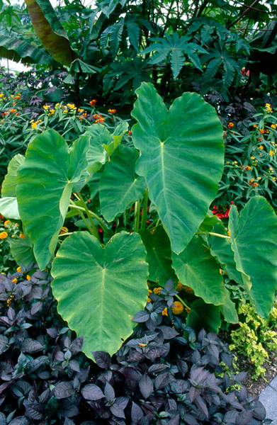 Buy elephant's ears Colocasia esculenta: Delivery by Crocus