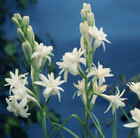 Polianthes tuberosa The Pearl