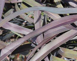 Phormium aposPlattaposs Blackapos New Zealand flax