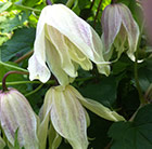 Clematis Diamond Anniversary